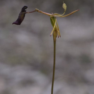 Drakaea gracilis